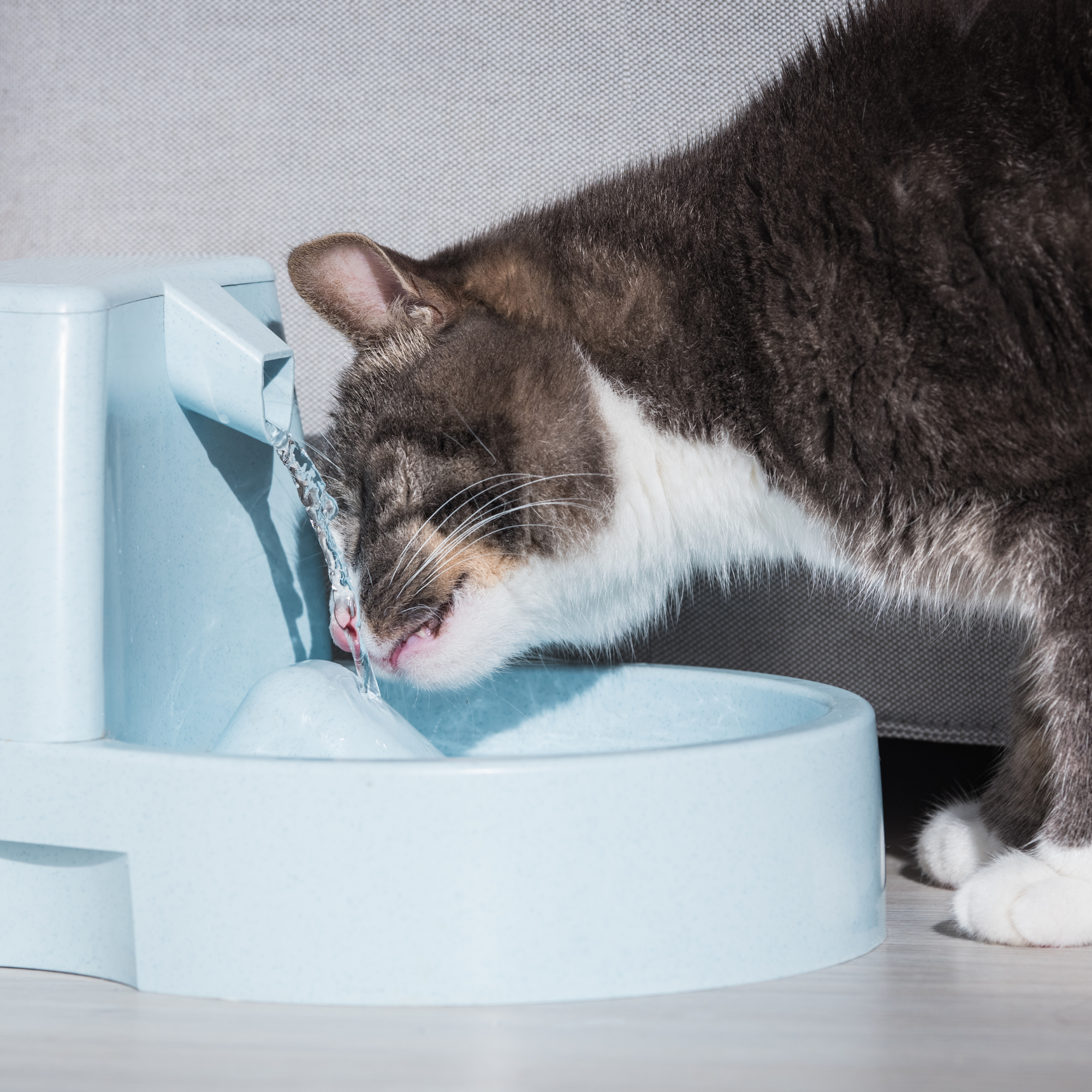 Cats Feeding & Water