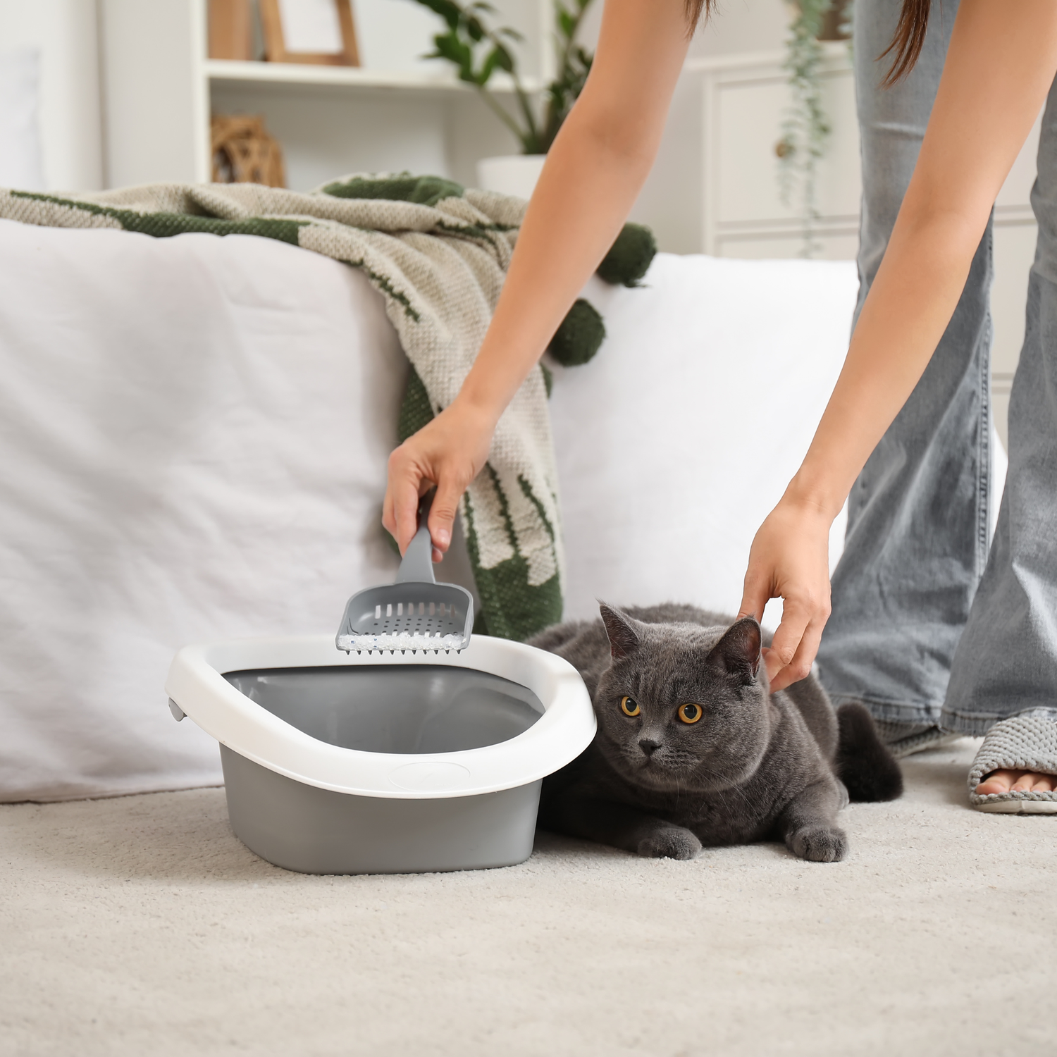 Cats Litter & Cleaning