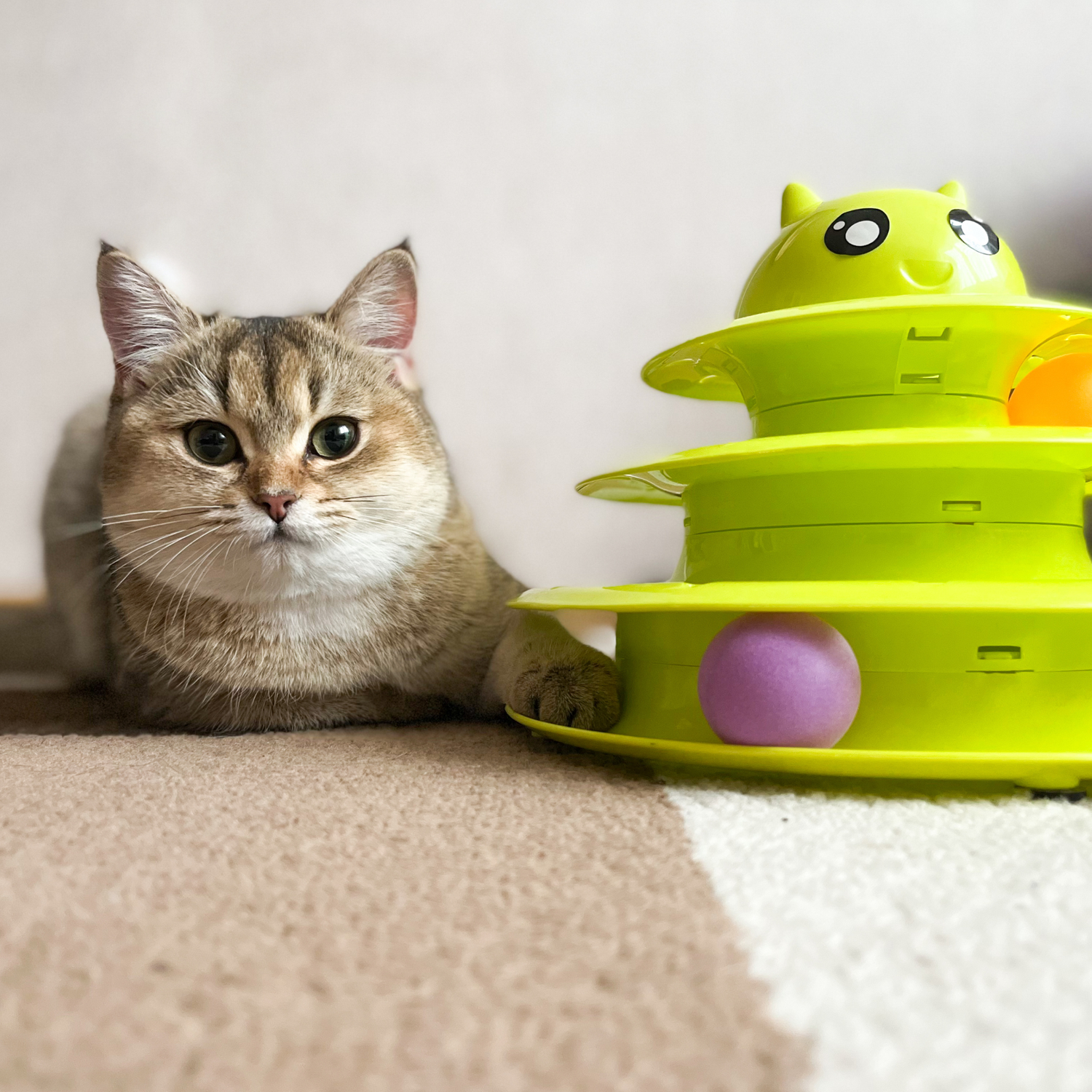 Cats Toys