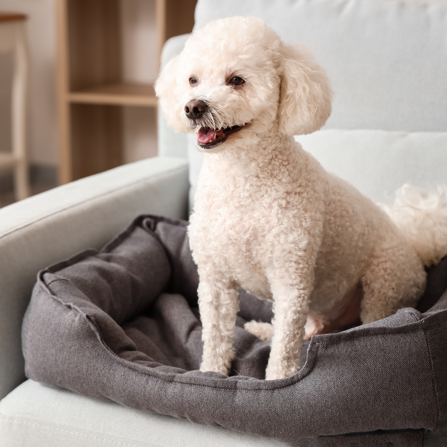 Dog Beds & Comfort