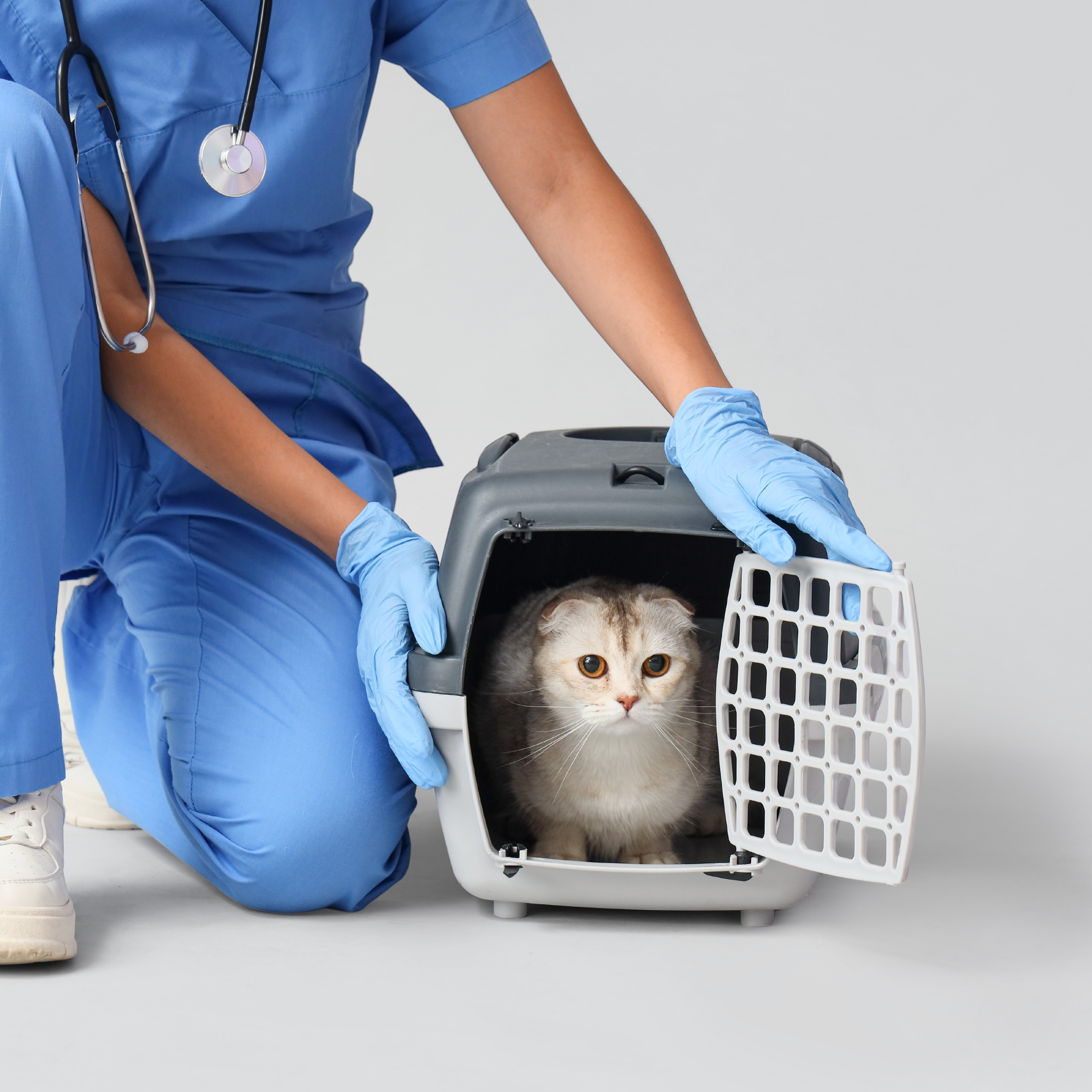 Cats Health & Safety